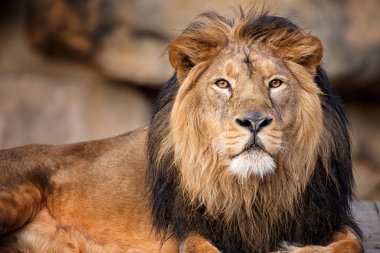 Rahatlatıcı aslan erkeğiyle yakınlaş.