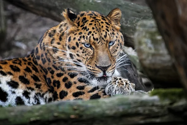 Amur Leopardo Rilassante Nella Foresta Cerca Bottino — Foto Stock