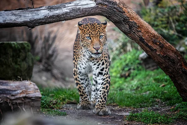 Curios Javan Leopardo Chegando Para Ver Estragar — Fotografia de Stock