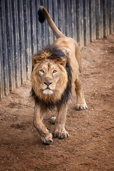 Young Male Lion Looking Spoon — Stock Photo, Image