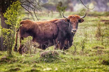 Bos adlı nadir boğa doğa koruma alanında ilkel deha