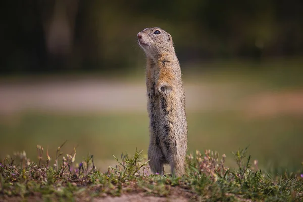 Small Funny Ground Squirrel Meadow Flowers — Stock Photo, Image