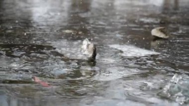 Çarpışma, taştan dökülen nehir yavaş çekimde, yakın mesafeden. Fırtınalı akışı patlat.