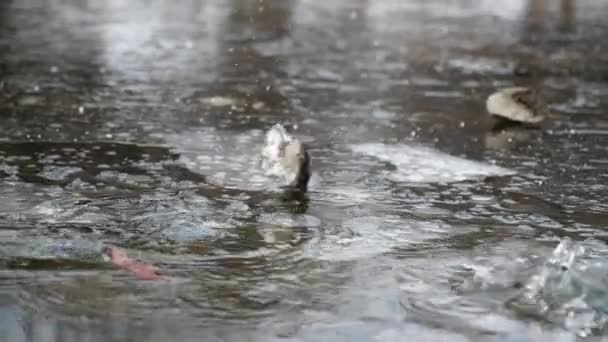 クラッシュ石の川のスローモーションを閉じるまで水しぶき滝。嵐の流れを爆発させる. — ストック動画