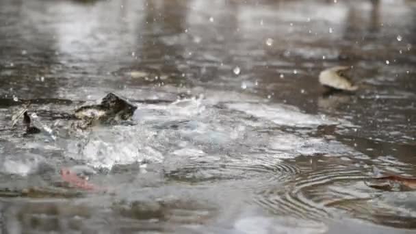 Gota de piedra de hielo río chapoteo corriente cámara lenta de primer plano. Explotar roca caída de agua . — Vídeos de Stock