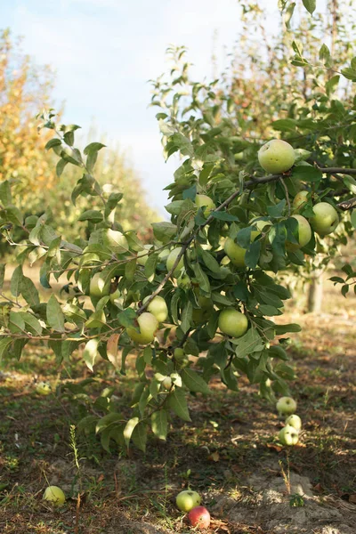 Bio Kert Sheki Azerbajdzsán Október 2018 — Stock Fotó