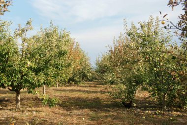 Bio Bahçe, Şəki, Azerbaycan, Ekim, 2018.
