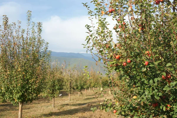 Bio Garden Sheki Azerbaijan October 2018 — Stock Photo, Image