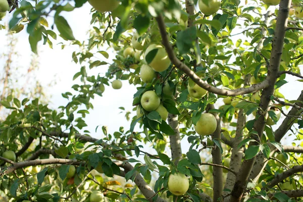 Bio Bahçe, Şəki, Azerbaycan, Ekim, 2018.