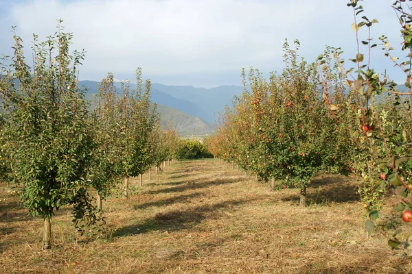 Jardin Biologique Sheki Azerbaïdjan Octobre 2018 — Photo