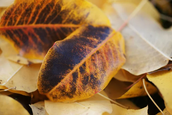 Gefallene Espenblätter Herbst — Stockfoto