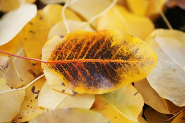 Aspen Πεσμένα Φύλλα Φθινόπωρο — Φωτογραφία Αρχείου