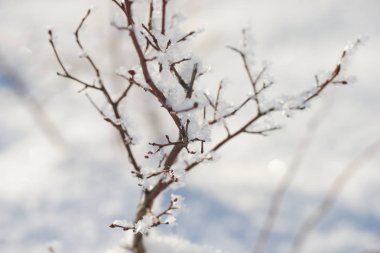 Yaban mersini çalı bir rüzgârla oluşan kar yığını. Bir çalı karda dallarında.