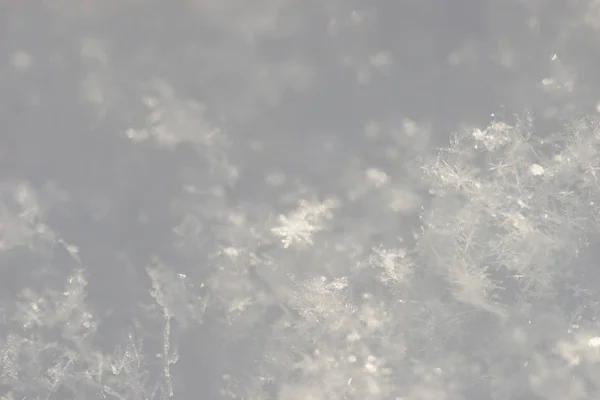 Branca Neve Perto — Fotografia de Stock