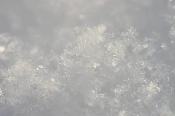 白色的雪关闭 — 图库照片