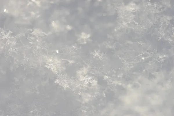 白色的雪关闭 — 图库照片