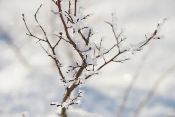 Bleuetière Dans Une Dérive Neige Branches Buisson Dans Neige — Photo