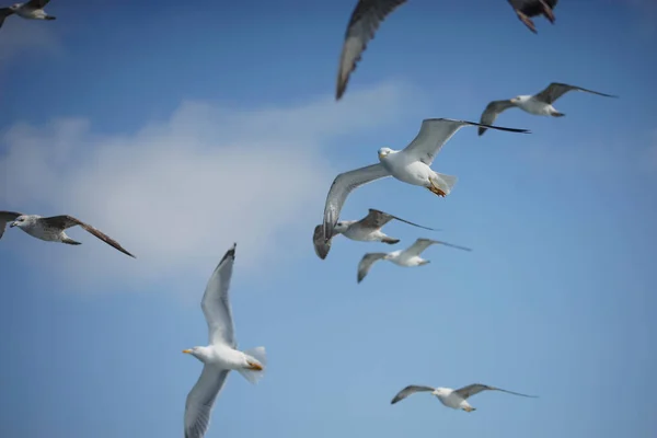 Чайки Голубом Небе — стоковое фото
