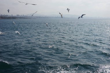 Mavi gökyüzünde martılar.