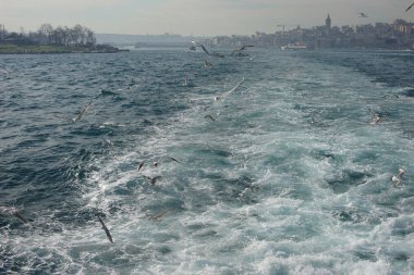 Mavi gökyüzünde martılar.
