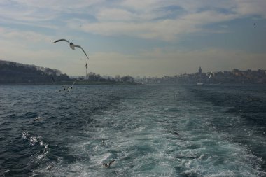 Mavi gökyüzünde martılar.