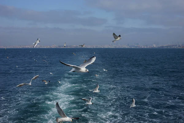 Gulls Blue Sky — Stock Photo, Image