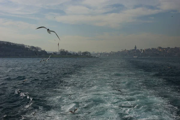 Mavi Gökyüzünde Martılar — Stok fotoğraf