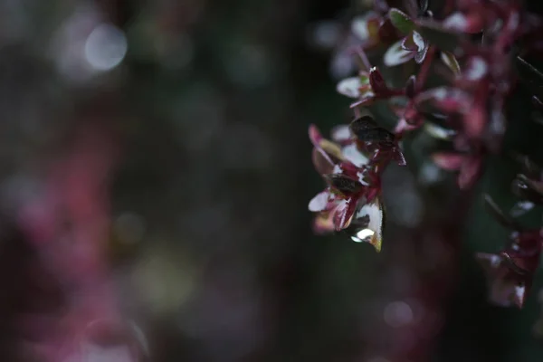 Thyme Early Spring — Stock Photo, Image