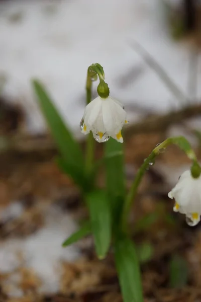 Gotas Nieve Primaveras Primavera —  Fotos de Stock