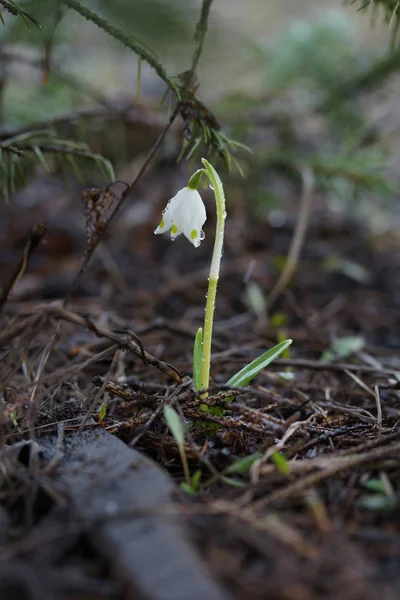 Gouttes Neige Primevères Printemps — Photo