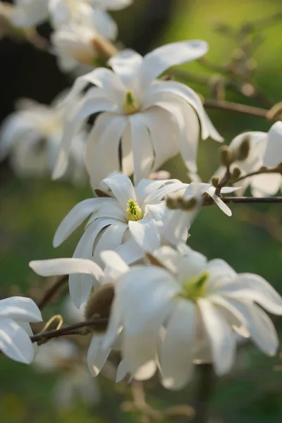 White Flowering Tree Magnolia — Stock Photo, Image