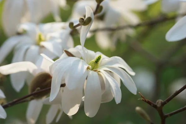 White Flowering Tree Magnolia — Stock Photo, Image