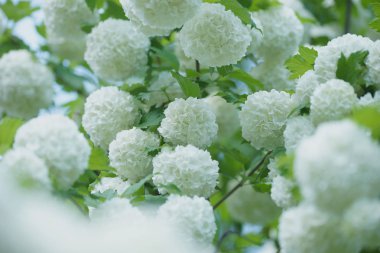 Kalina Buldenezh veya Kar Küresi (lat. Viburnum opulus var steril)