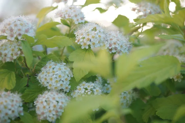 Kwitnące Physocarpus Roślina Zielona Żółte Kwiaty — Zdjęcie stockowe