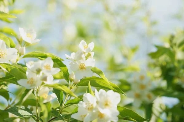 Blooming Jasmine Bush Chubushnik — Stock Photo, Image