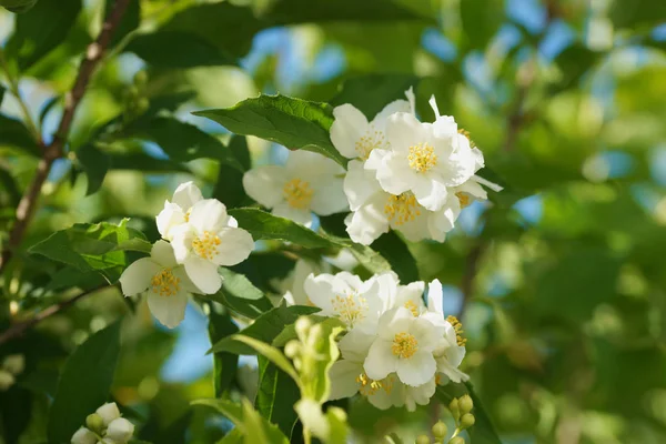 Blühender Jasminstrauch Chubushnik — Stockfoto