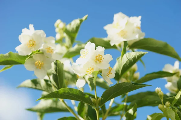 Blooming Jasmine Bush Chubushnik — Stock Photo, Image