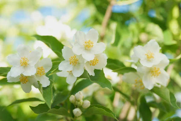 Blooming Jasmine Bush Chubushnik — Stock Photo, Image