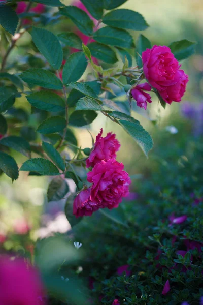 Rose Form Carnations Decorative Thyme Summer — Stock Photo, Image