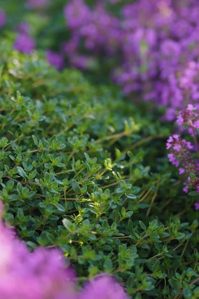 Groene Bloeiende Decoratieve Tijm Zomer — Stockfoto