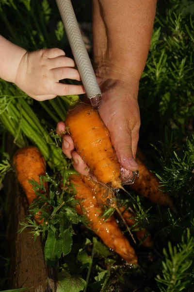 Woman and child wash carrots in the garden