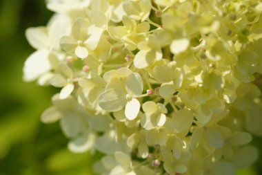 Bahçede kireç Ortanca çeşitleri