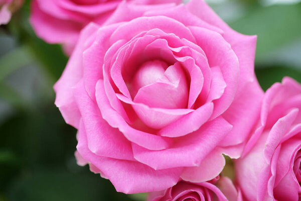 Bright Pink roses bouquet