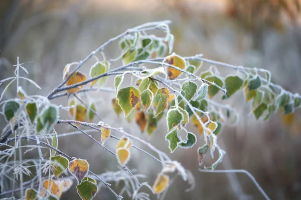 Frozen Leaves Close View — Stock Photo, Image