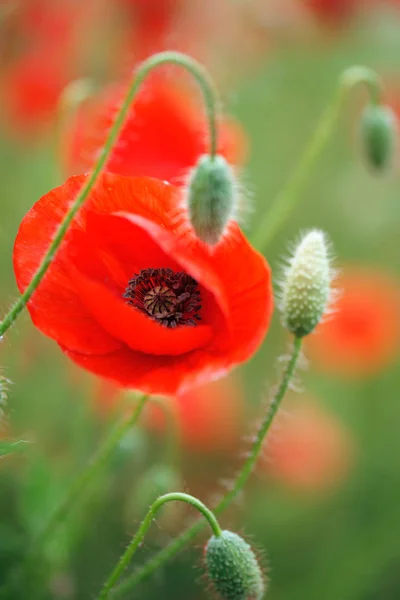 Blooming Poppies Field — Stock Photo, Image