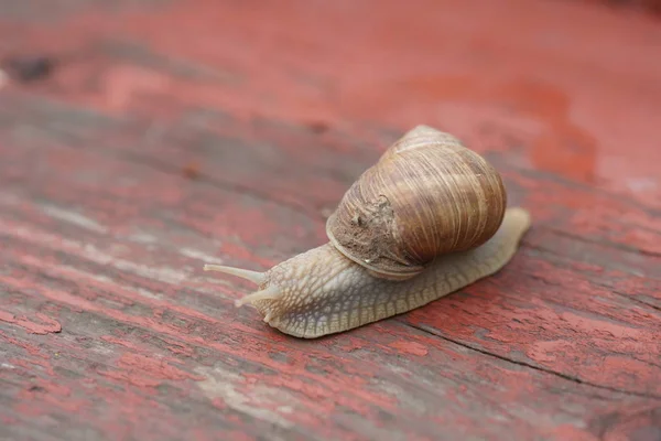 Snail Shell Wooden Surface — kuvapankkivalokuva