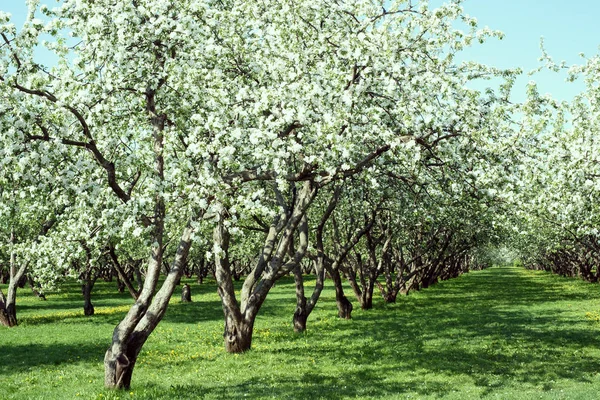 Schön Blühende Kirschbäume Frühling — Stockfoto