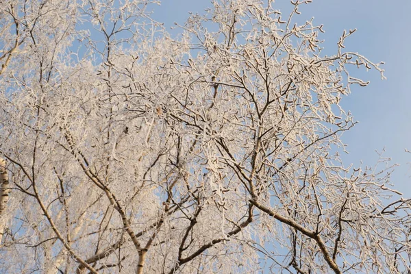 Branches Couvertes Glace Dans Forêt — Photo