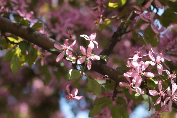 Schön Blühender Apfelbaum Frühling — Stockfoto