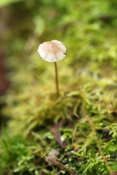 Pilz Herbstwald — Stockfoto